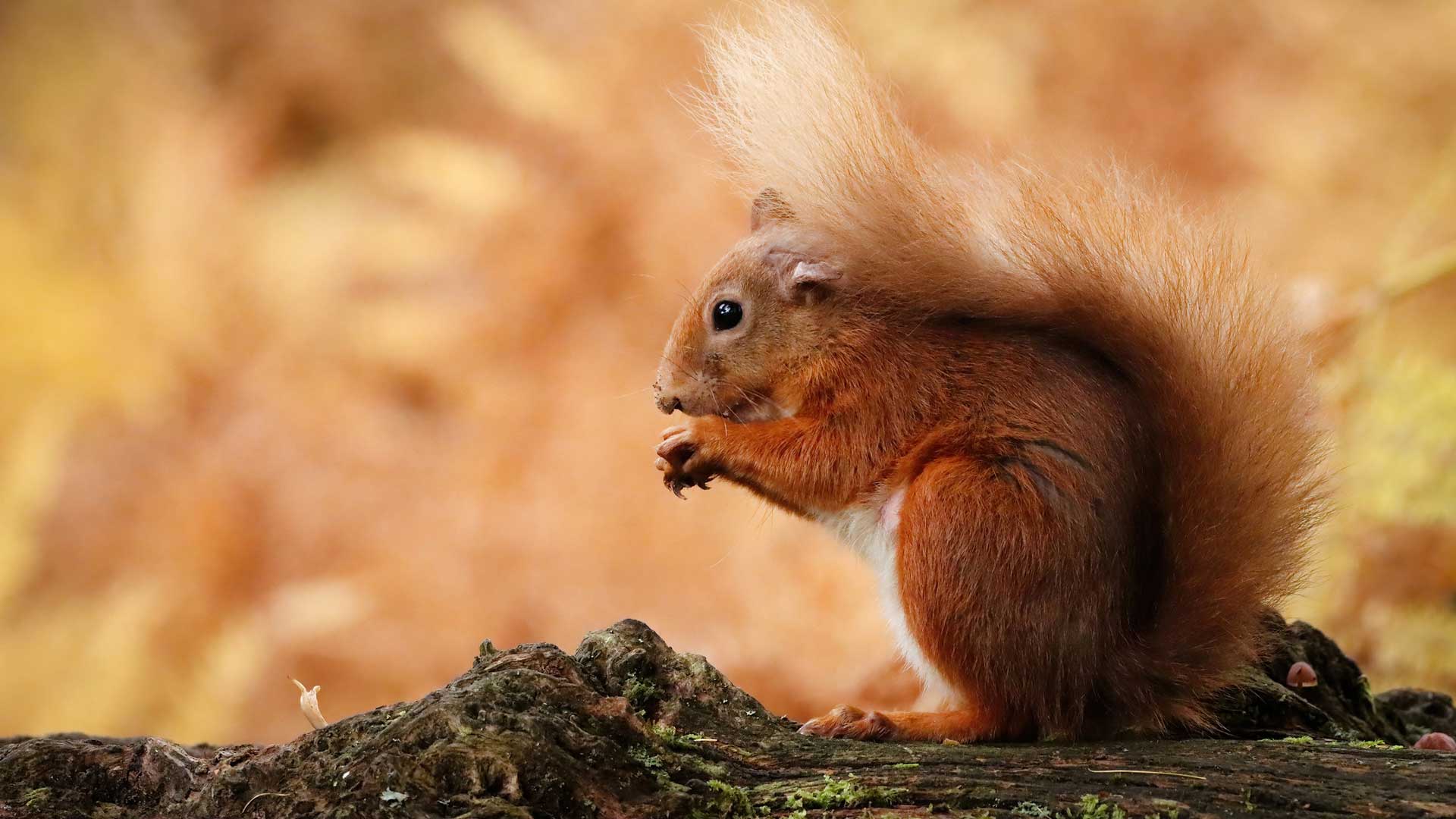 A photo of Nutalie - the red squirrel - in an autumnal forest